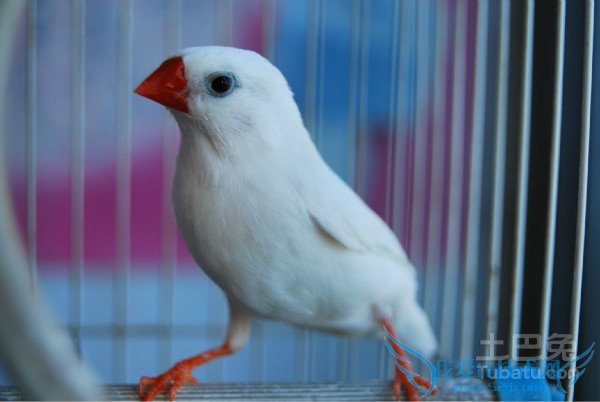 珍珠鸟图片 珍珠鸟图片