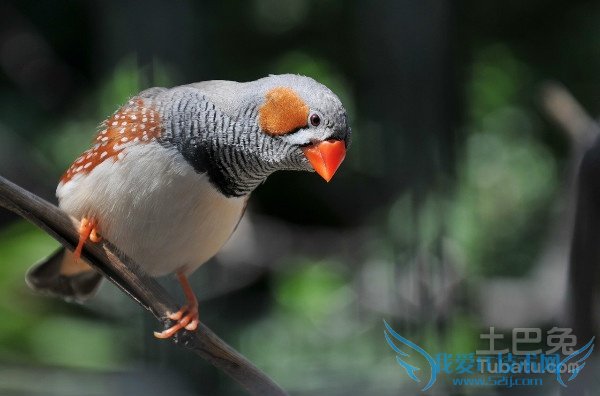 珍珠鸟图片 珍珠鸟图片