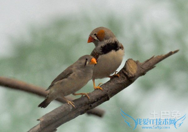 珍珠鸟图片 珍珠鸟图片