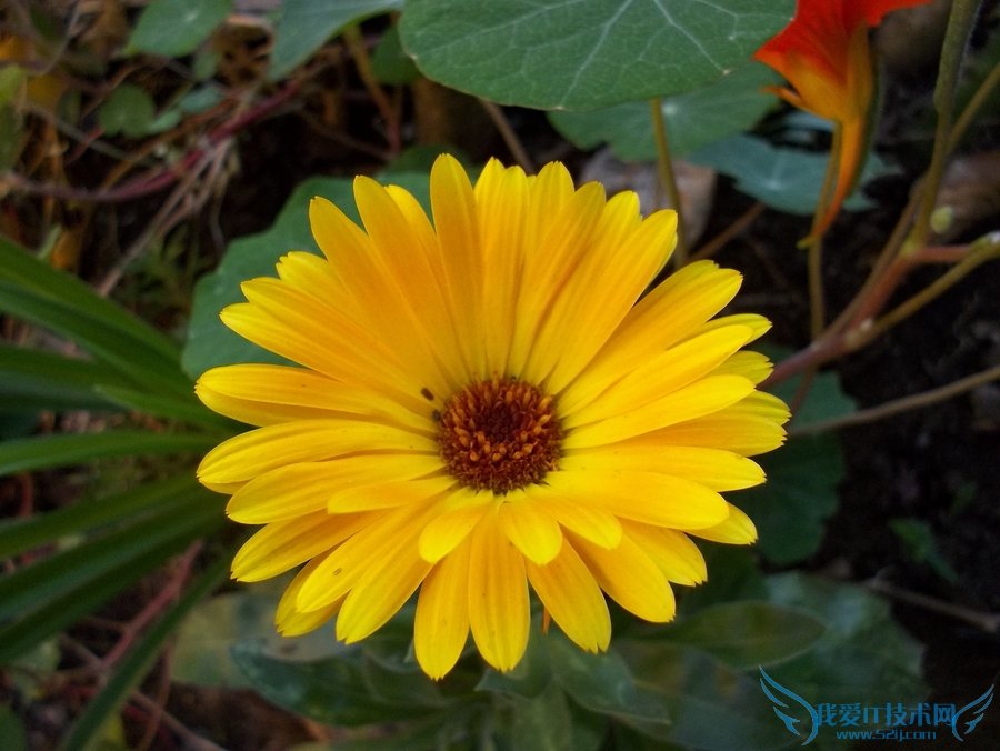 ½ðÕµ¾ÕµÄ×÷Óà ϸÊý½ðÕµ¾ÕµÄËÄ´ó×÷ÓÃ