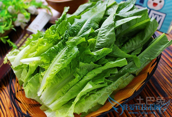 油麦菜的营养价值