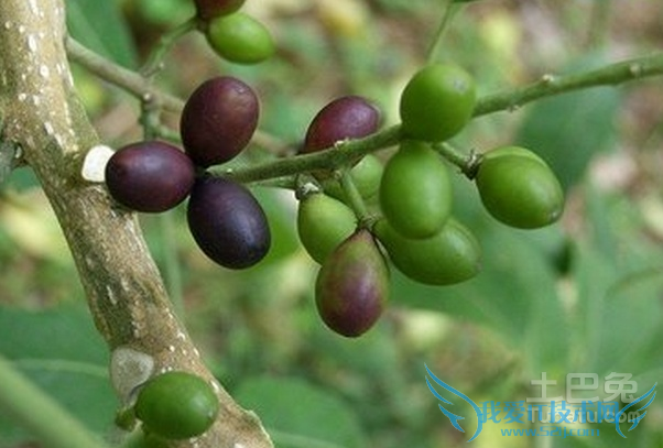 鸦胆子种植技术