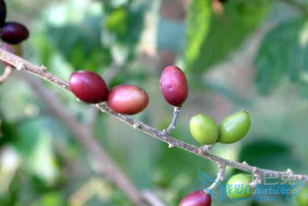 鸦胆子种植技术