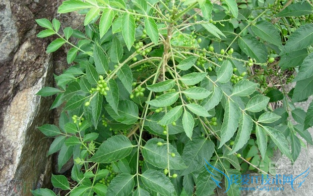 鸦胆子种植技术