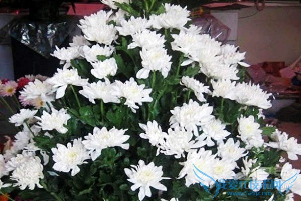 祭奠鲜花 祭奠鲜花