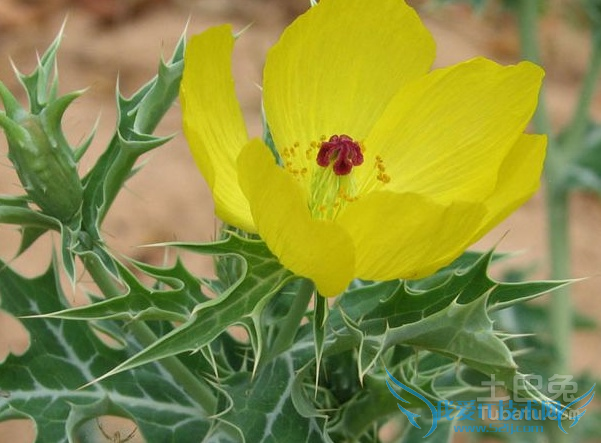 罂粟嫩苗 罂粟嫩苗