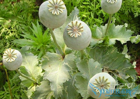 罂粟嫩苗 罂粟嫩苗