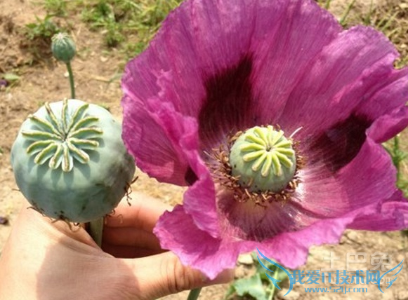 罂粟嫩苗 罂粟嫩苗