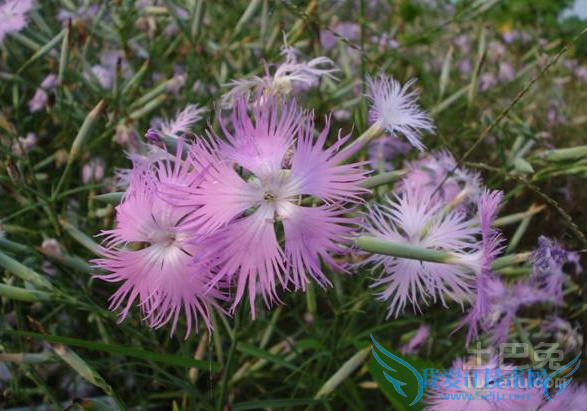 罂粟嫩苗 罂粟嫩苗