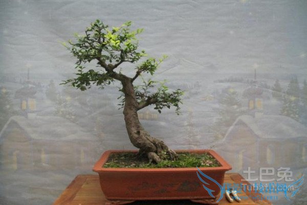 榆树盆景图片 榆树盆景图片