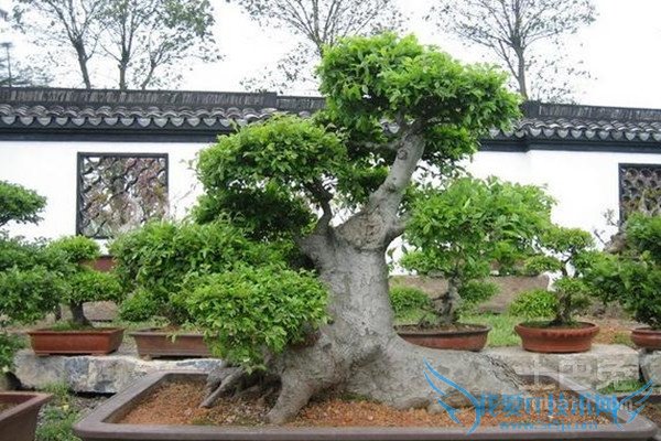 榆树盆景图片 榆树盆景图片
