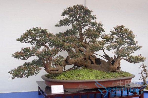 榆树盆景图片 榆树盆景图片