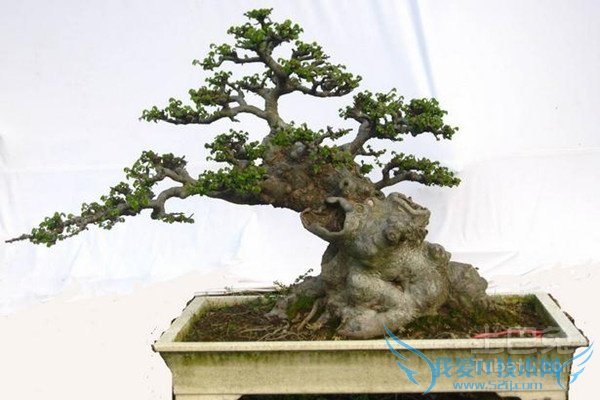 榆树盆景图片 榆树盆景图片