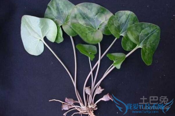 杜衡图片 杜衡图片