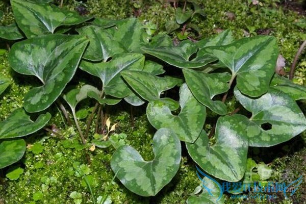 杜衡图片 杜衡图片