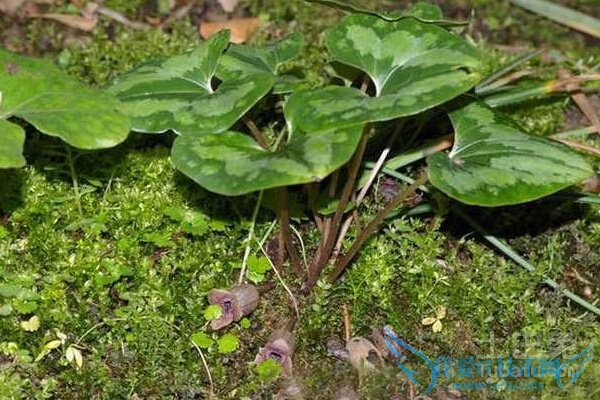 杜衡图片 杜衡图片