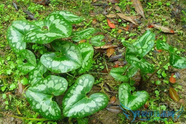 杜衡图片 杜衡图片