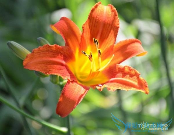 大花萱草 大花萱草