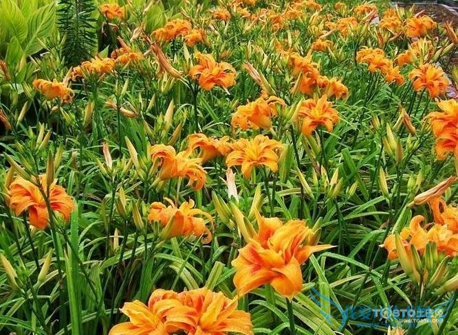 大花萱草 大花萱草