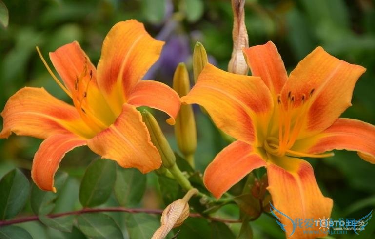 大花萱草 大花萱草