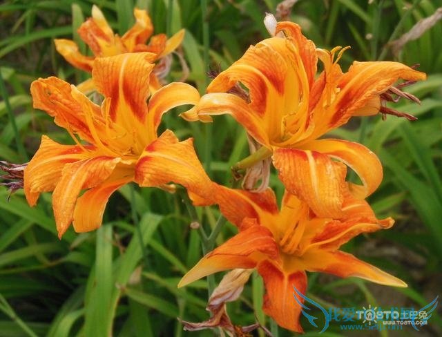 大花萱草 大花萱草