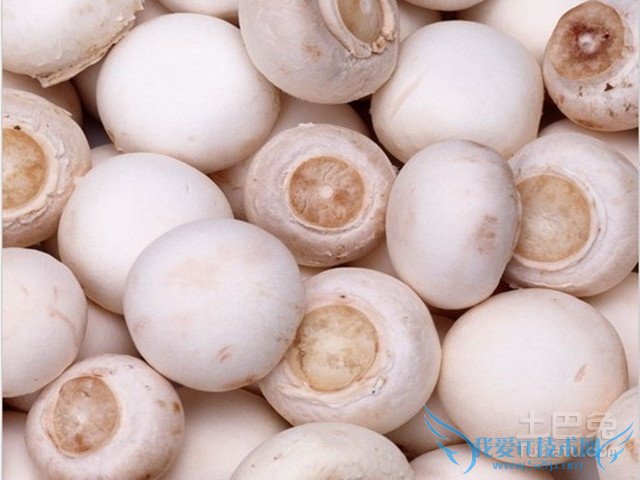 双孢菇栽培技术