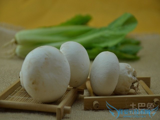 双孢菇栽培技术