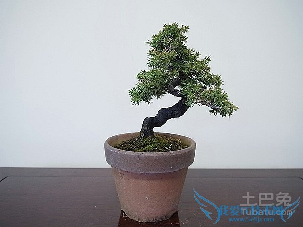 杜松盆景