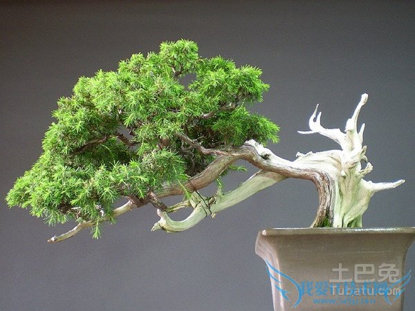 杜松盆景 杜松盆景