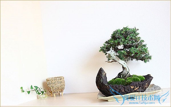 杜松盆景