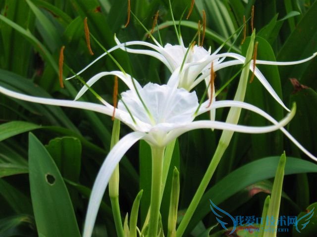 水鬼蕉的养殖方法 水鬼蕉种植必看