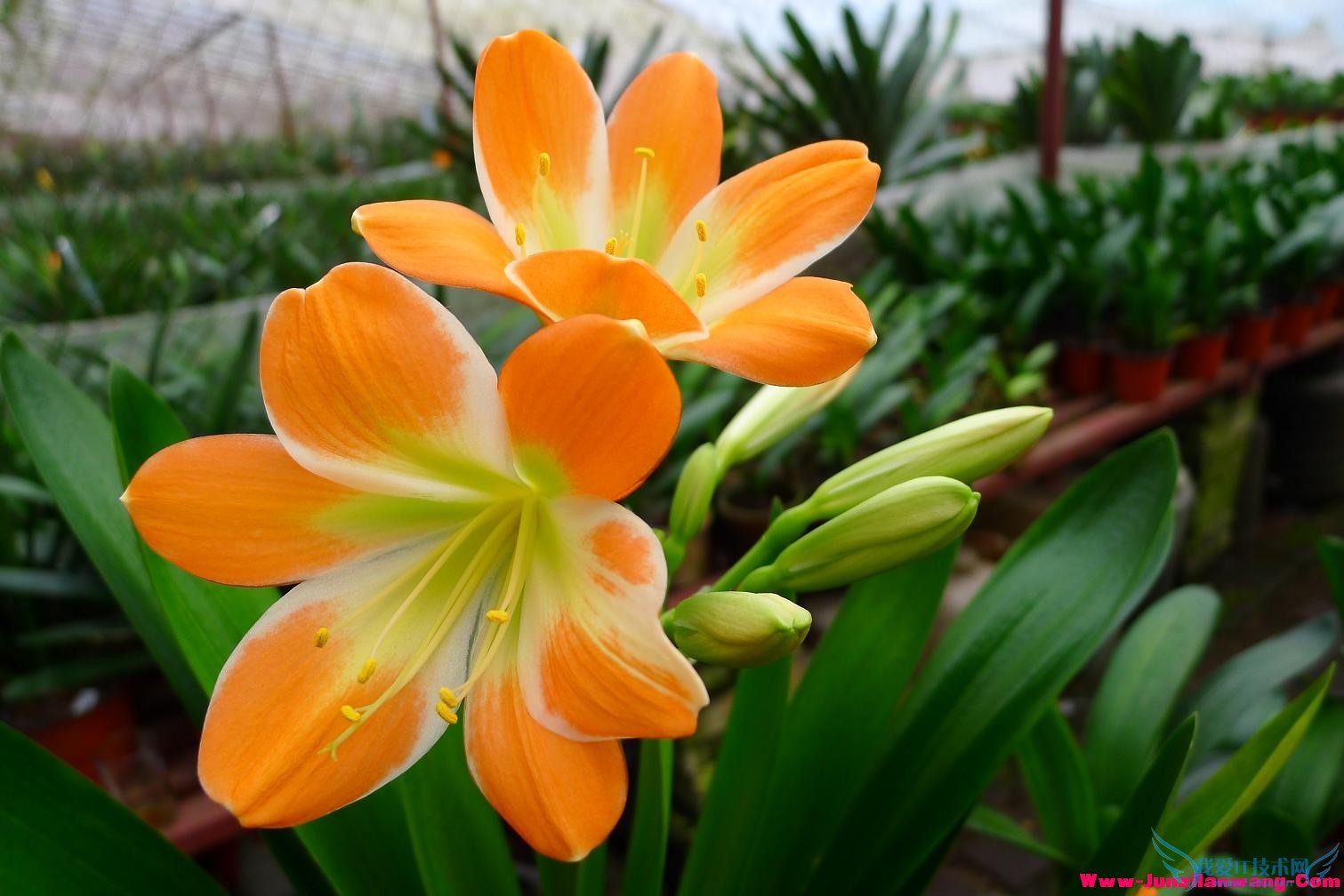 晒晒君子兰的养殖方法(独家秘招)