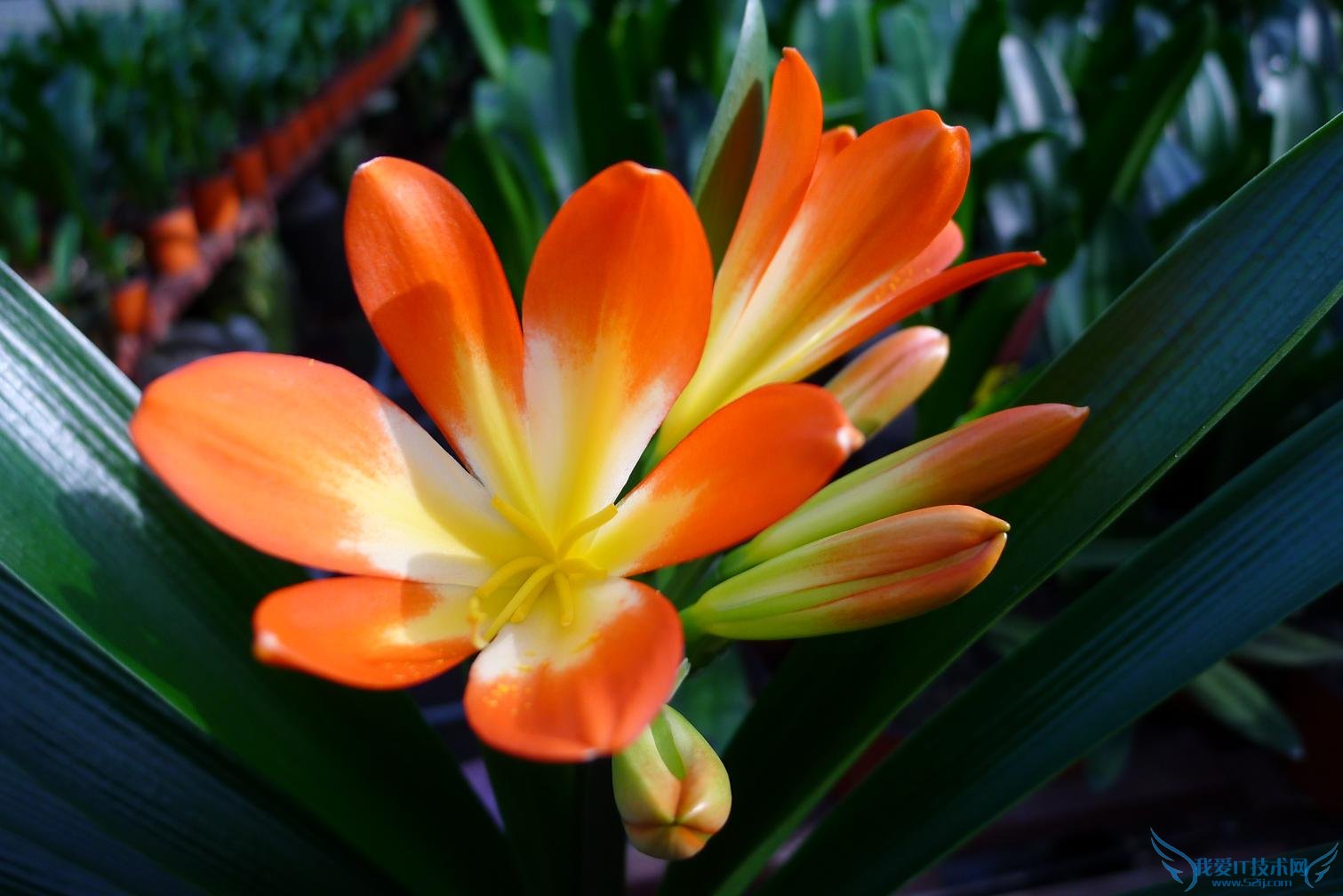 晒晒君子兰的养殖方法(独家秘招)