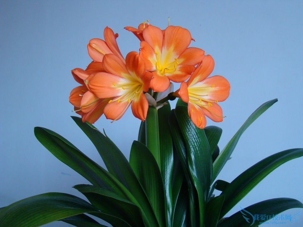 晒晒君子兰的养殖方法(独家秘招)