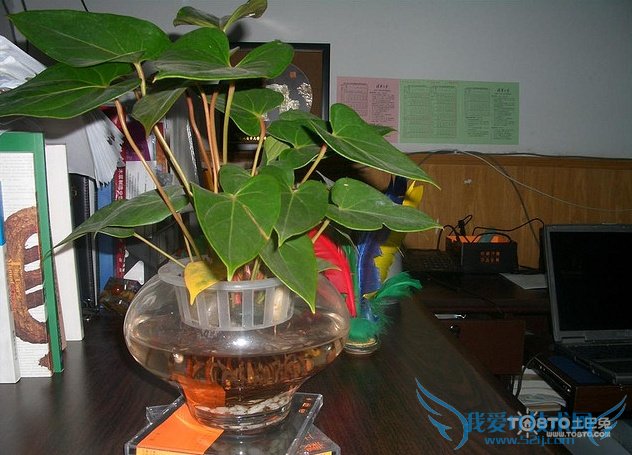 红掌图片大全 红掌图片欣赏及资料介绍