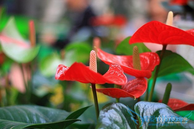 红掌图片大全 红掌图片欣赏及资料介绍