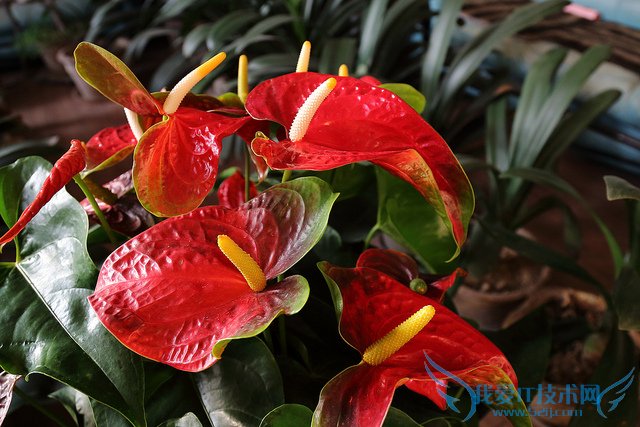 红掌图片大全 红掌图片欣赏及资料介绍