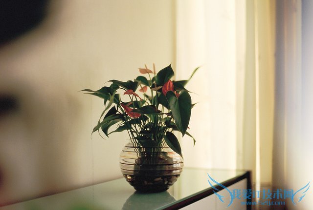 红掌图片大全 红掌图片欣赏及资料介绍