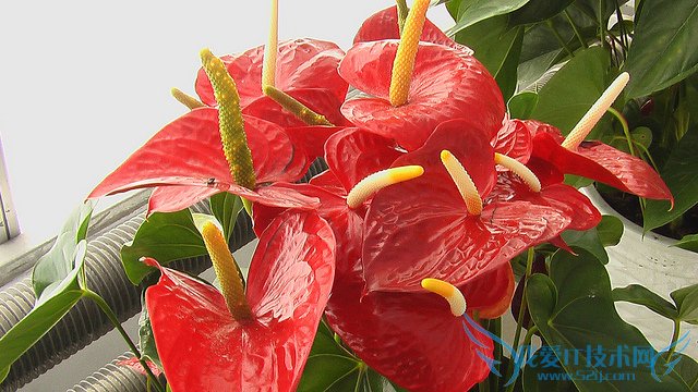 红掌图片大全 红掌图片欣赏及资料介绍