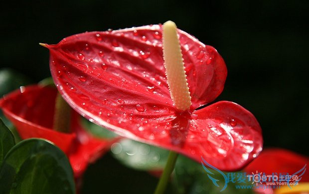 红掌图片大全 红掌图片欣赏及资料介绍