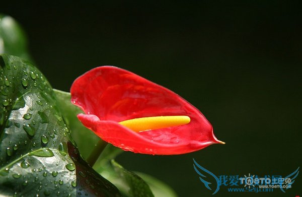 红掌图片大全 红掌图片欣赏及资料介绍