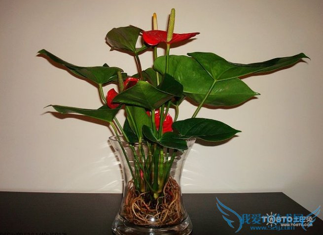 红掌图片大全 红掌图片欣赏及资料介绍