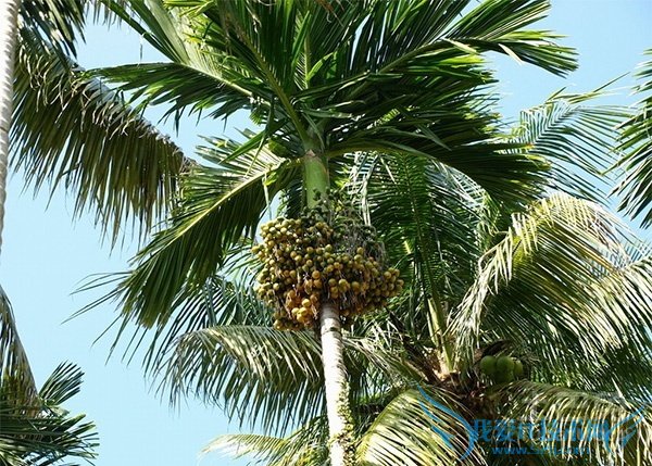 槟榔树图片 槟榔树图片