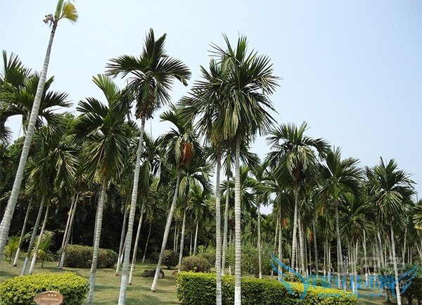 槟榔树图片 槟榔树图片