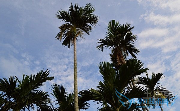 槟榔树图片 槟榔树图片