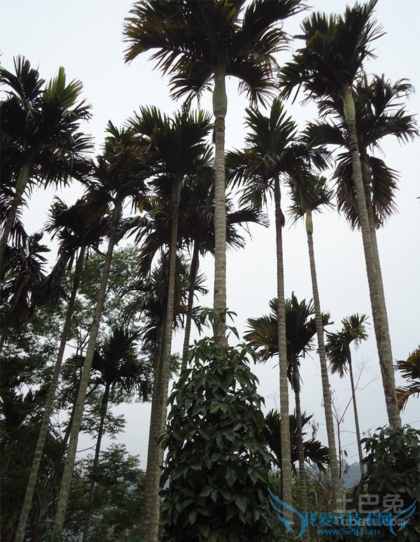 槟榔树图片 槟榔树图片