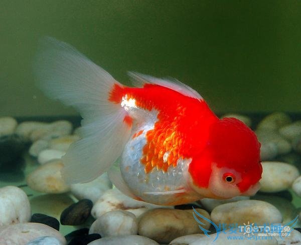 金鱼的饲养方法