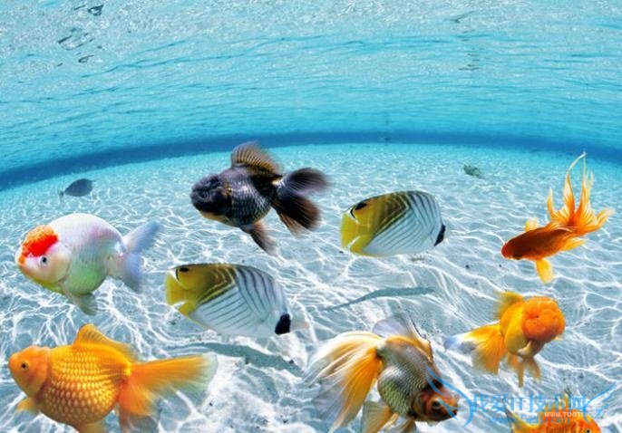 金鱼的饲养方法