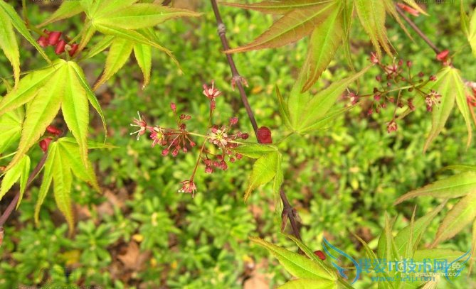 2014鸡爪槭价格大全