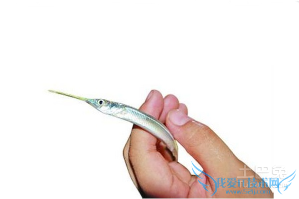 银针鱼饲养